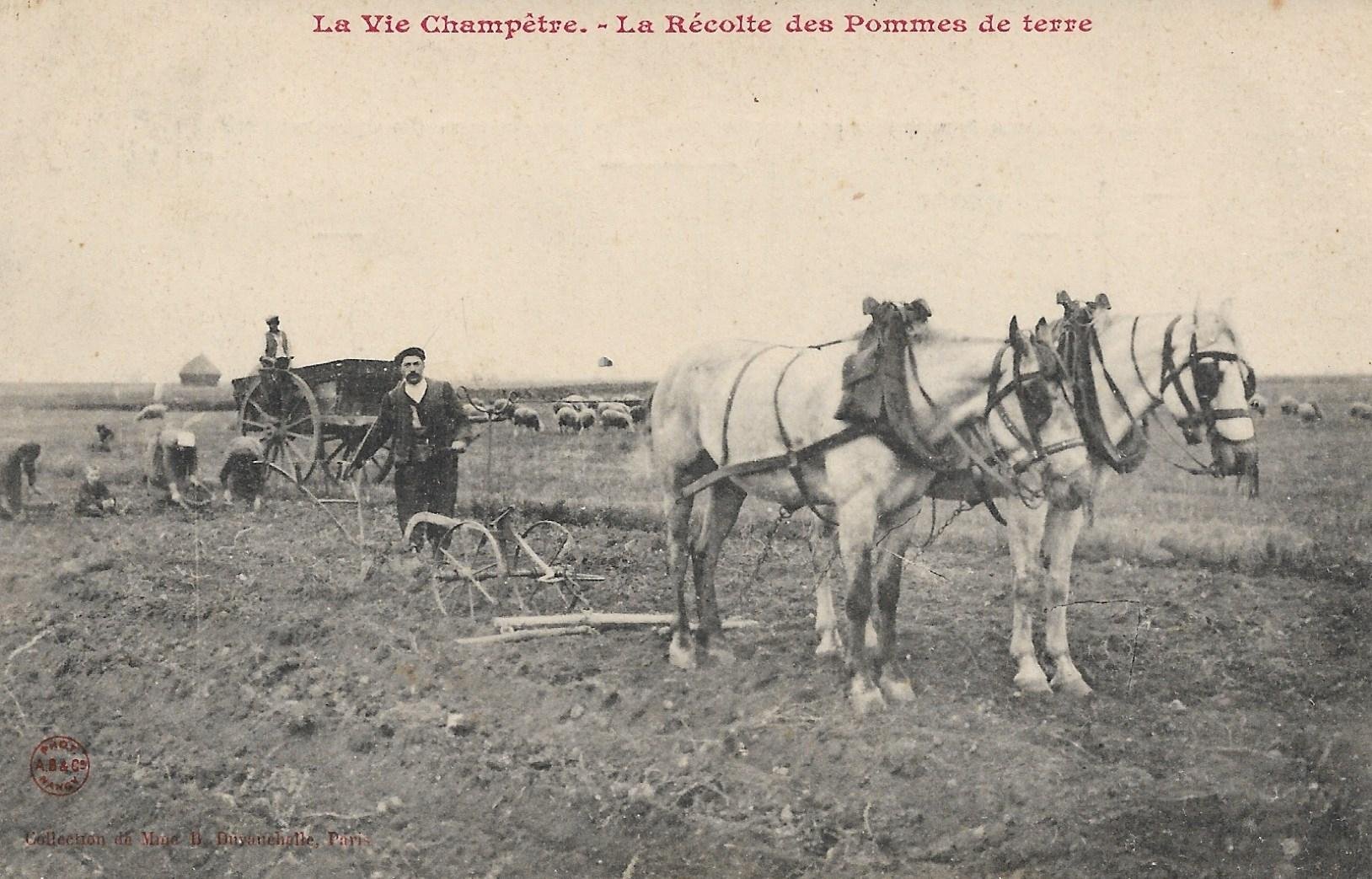 /France/FR_profession_1911_La Vie Champetre - La Recolte des Pommes de terre.jpg